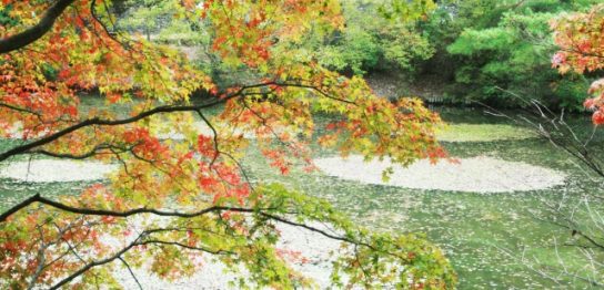長谷池の紅葉